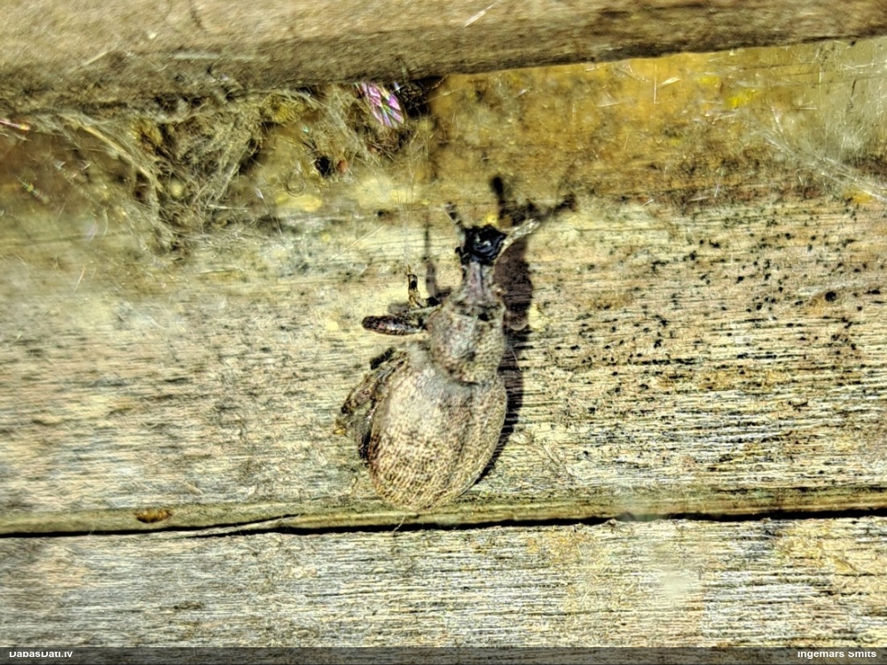 Smecernieks (nenoteikts)