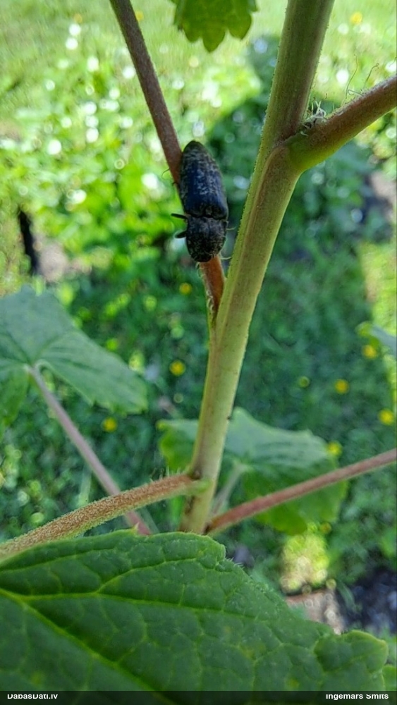 Sprakšķis Agrypnus murinus
