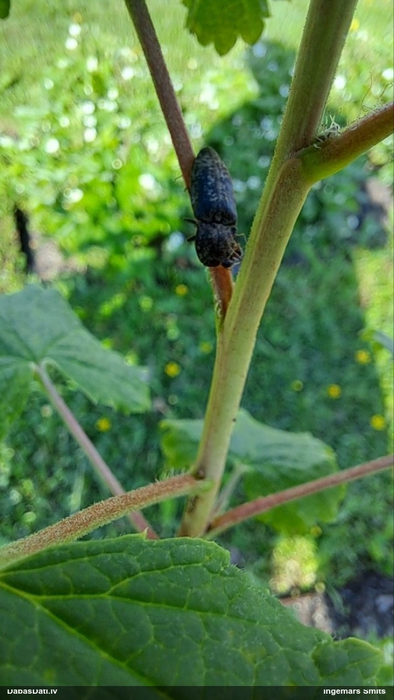 Sprakšķis Agrypnus murinus