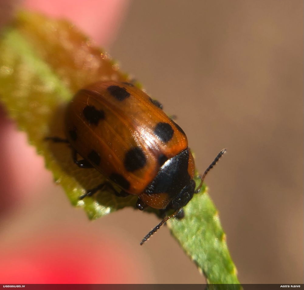 Lapgrauzis Gonioctena linnaeana