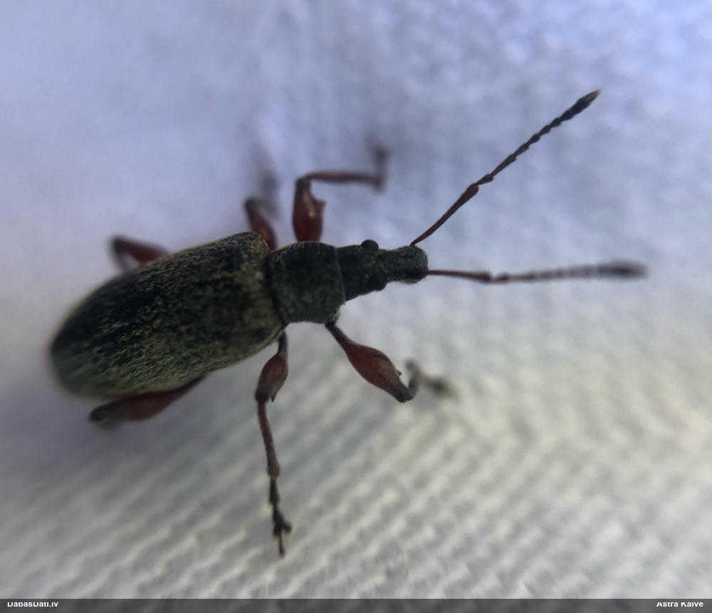 Smecernieks Phyllobius calcaratus