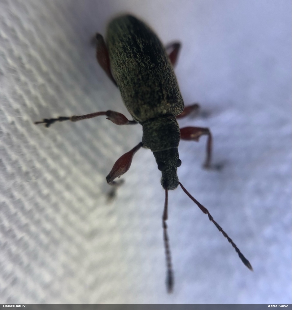 Smecernieks Phyllobius calcaratus