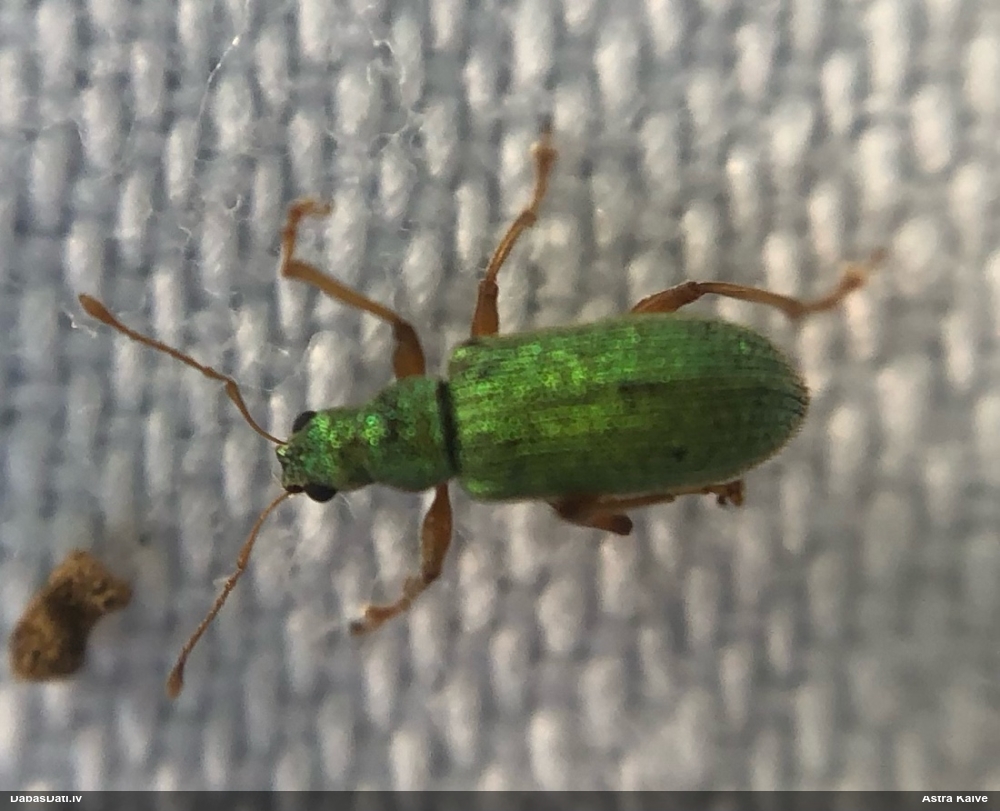 Smecernieks Phyllobius sp.