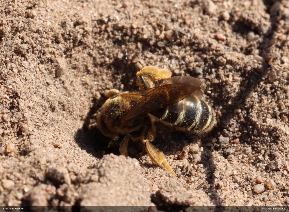 Slaidbite Halictus sexcinctus