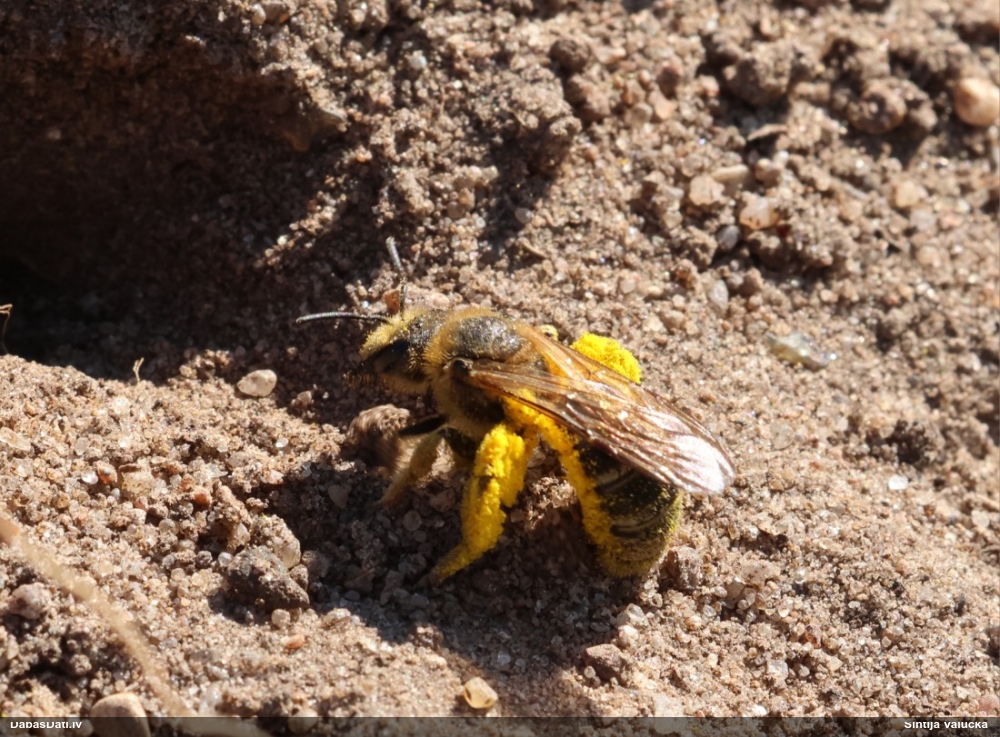 Slaidbite Halictus sexcinctus