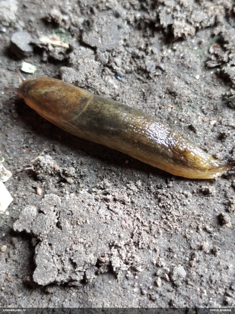 Kailgliemezis Arion sp.