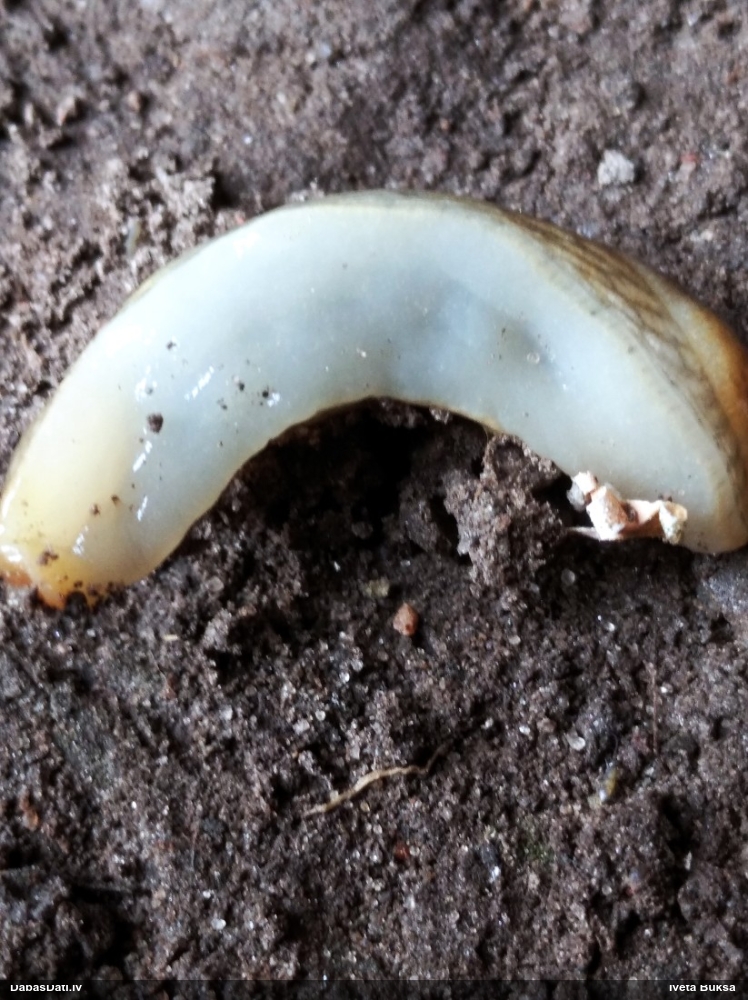 Kailgliemezis Arion sp.