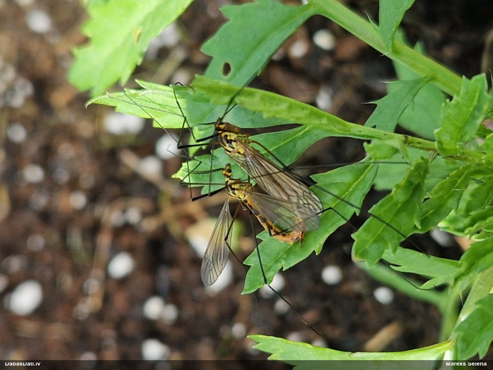 Garkājods Nephrotoma sp.