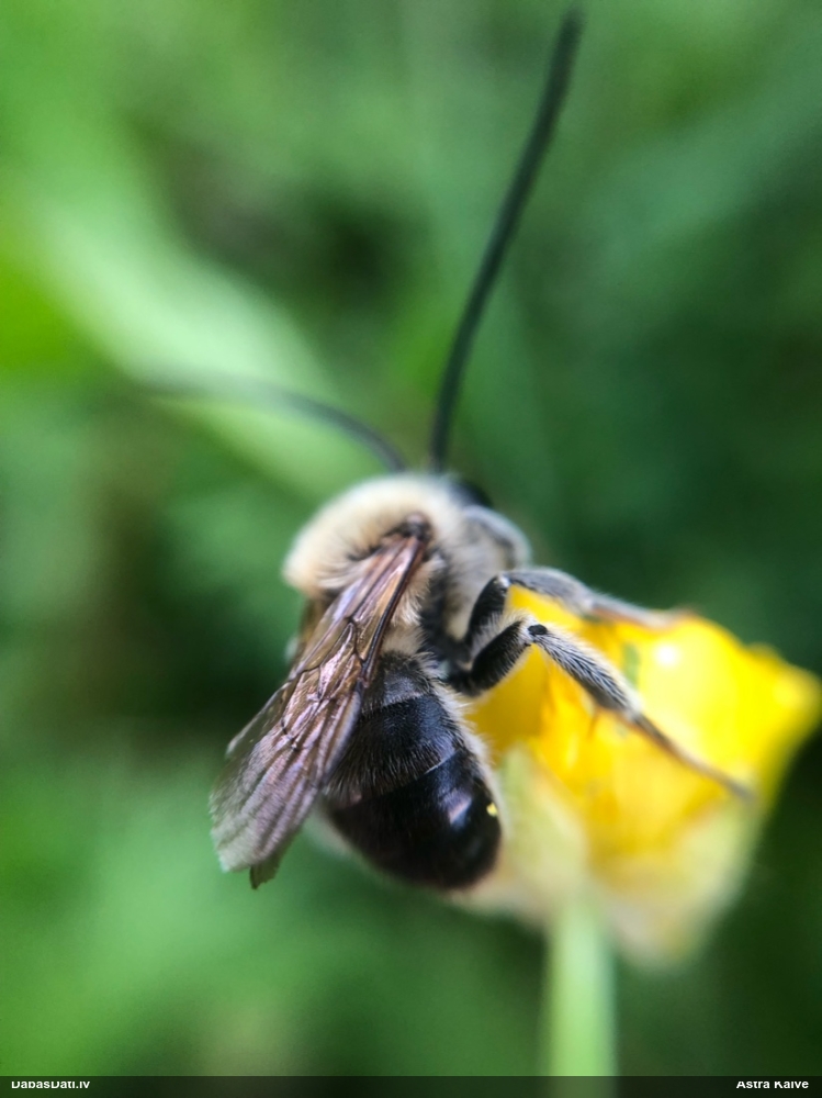 Pūkbite Eucera longicornis