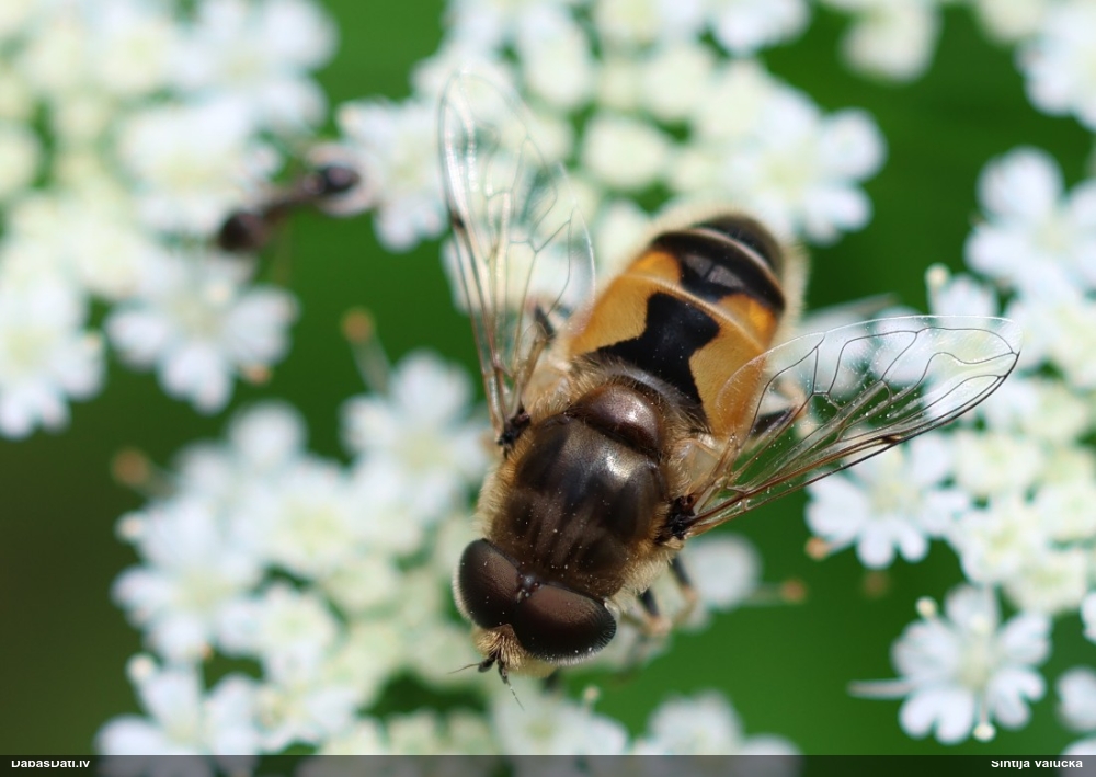Ziedmuša Eristalis sp.