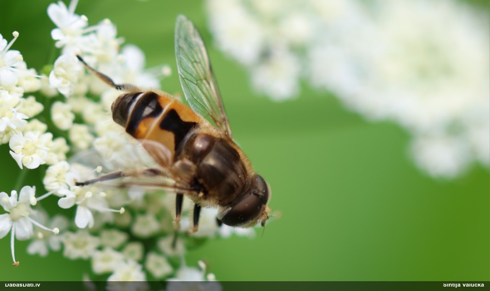 Ziedmuša Eristalis sp.
