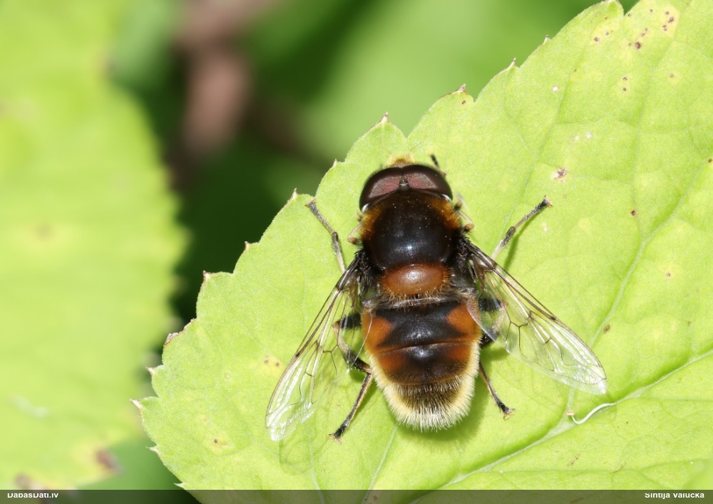 Ziedmuša Eristalis intricarius
