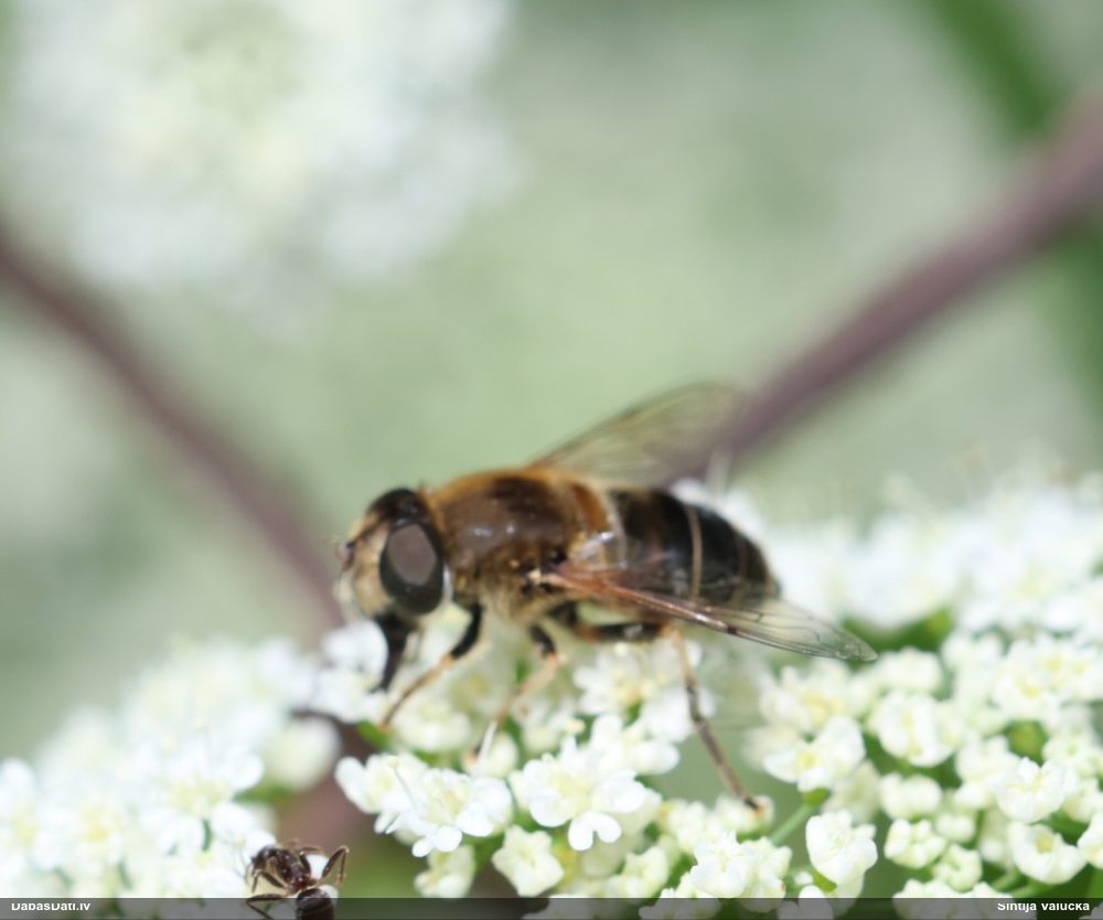 Ziedmuša Eristalis sp.