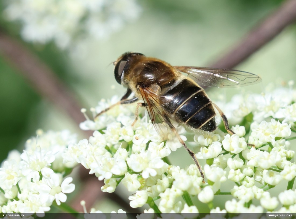Ziedmuša Eristalis sp.