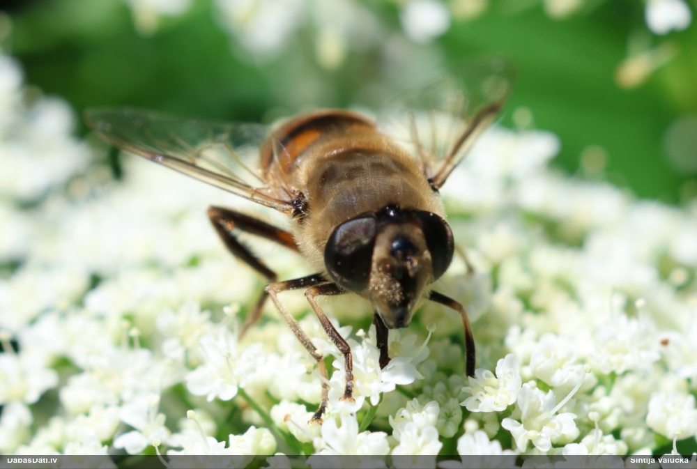 Ziedmuša Eristalis tenax