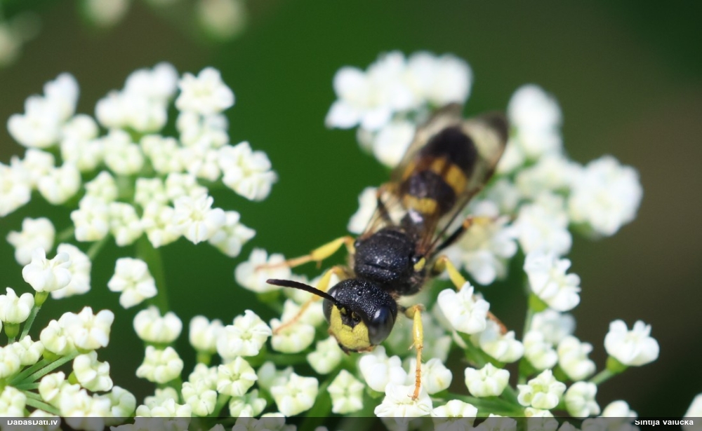 Racējlapsene Cerceris rybyensis