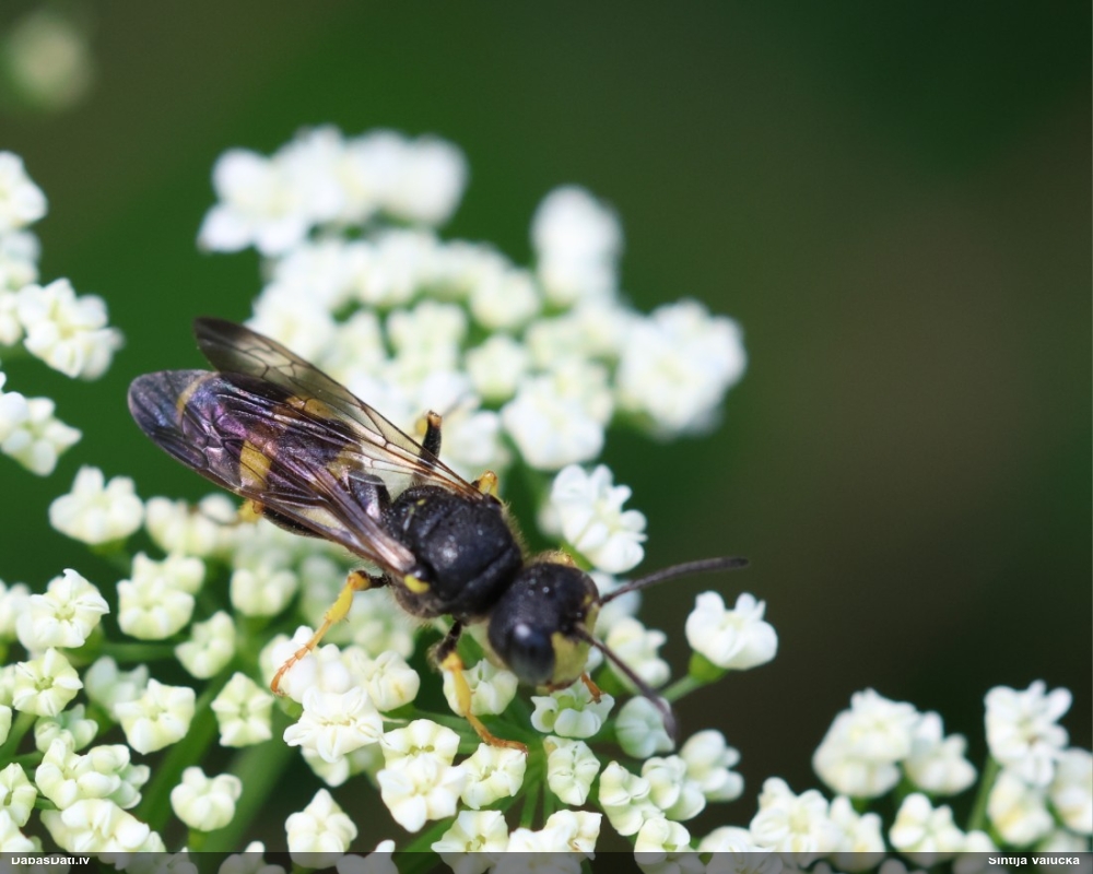 Racējlapsene Cerceris rybyensis