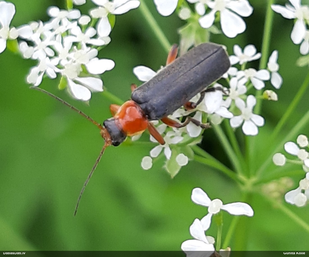 Mīkstspārnis Cantharis pellucida