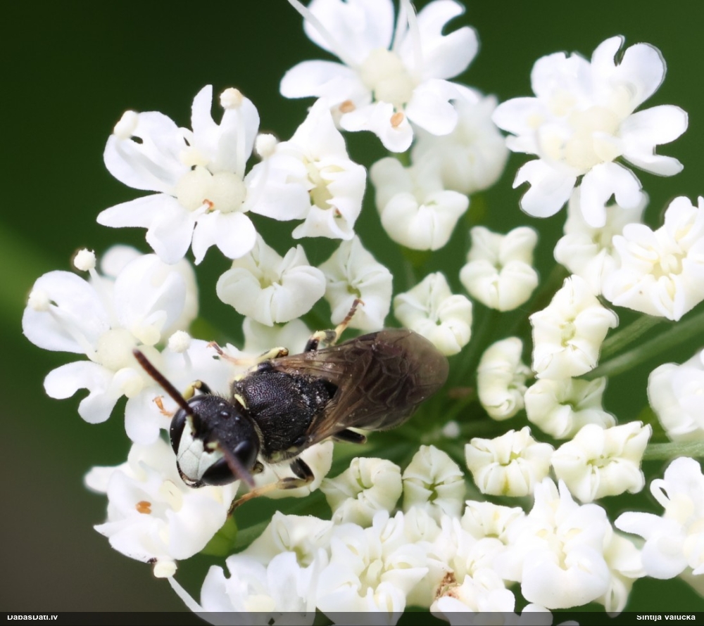 Zīdbite Hylaeus sp.