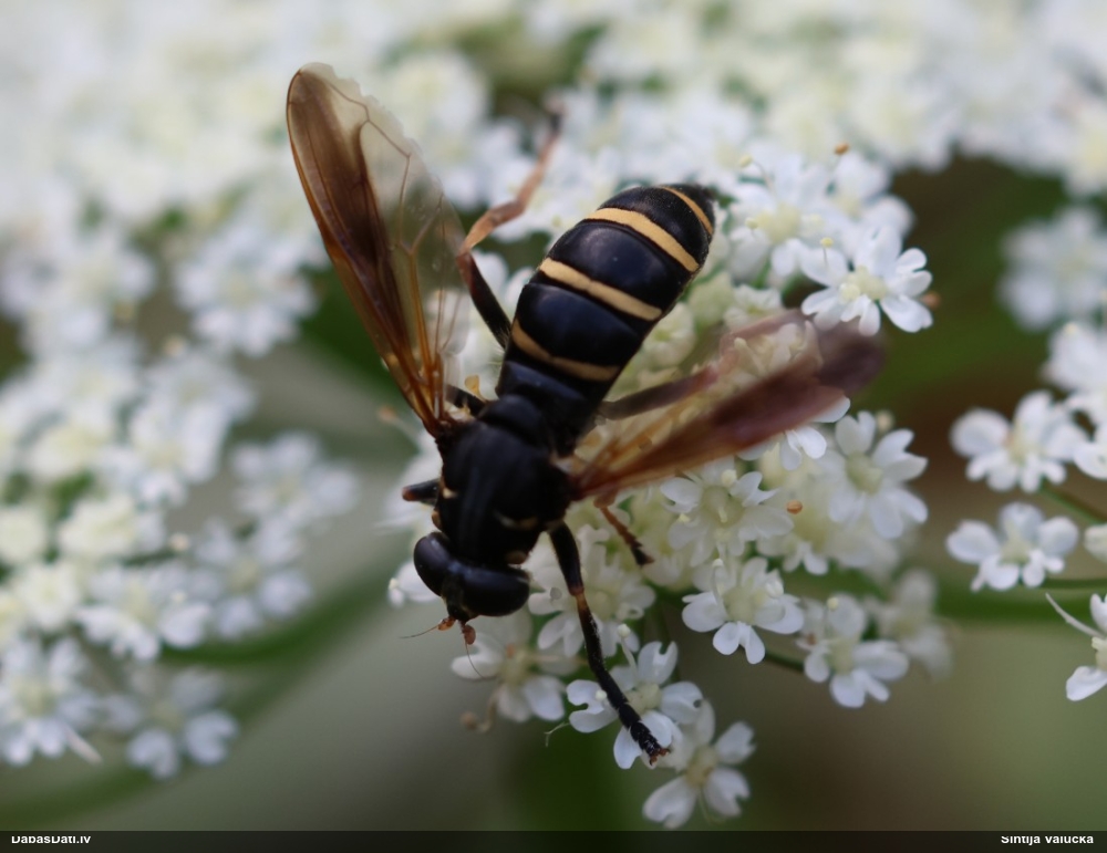 Ziedmuša Temnostoma bombylans