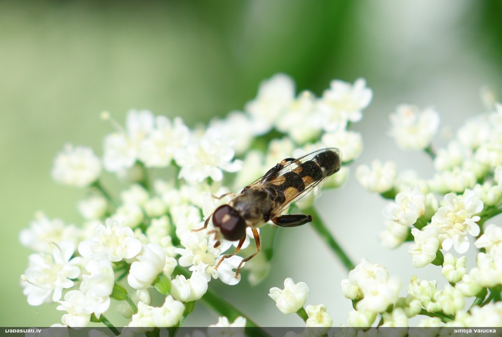 Ziedmuša Syritta pipiens