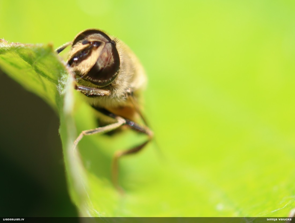 Ziedmuša Eristalis tenax