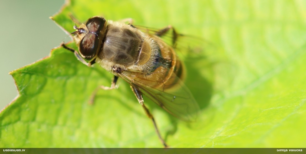 Ziedmuša Eristalis tenax
