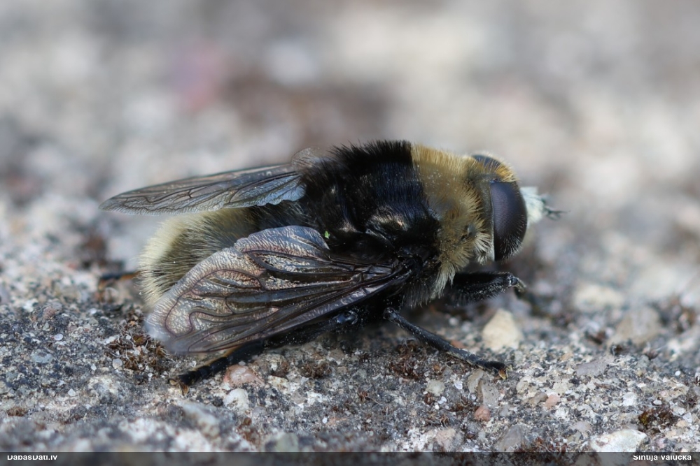 Ziedmuša Merodon equestris