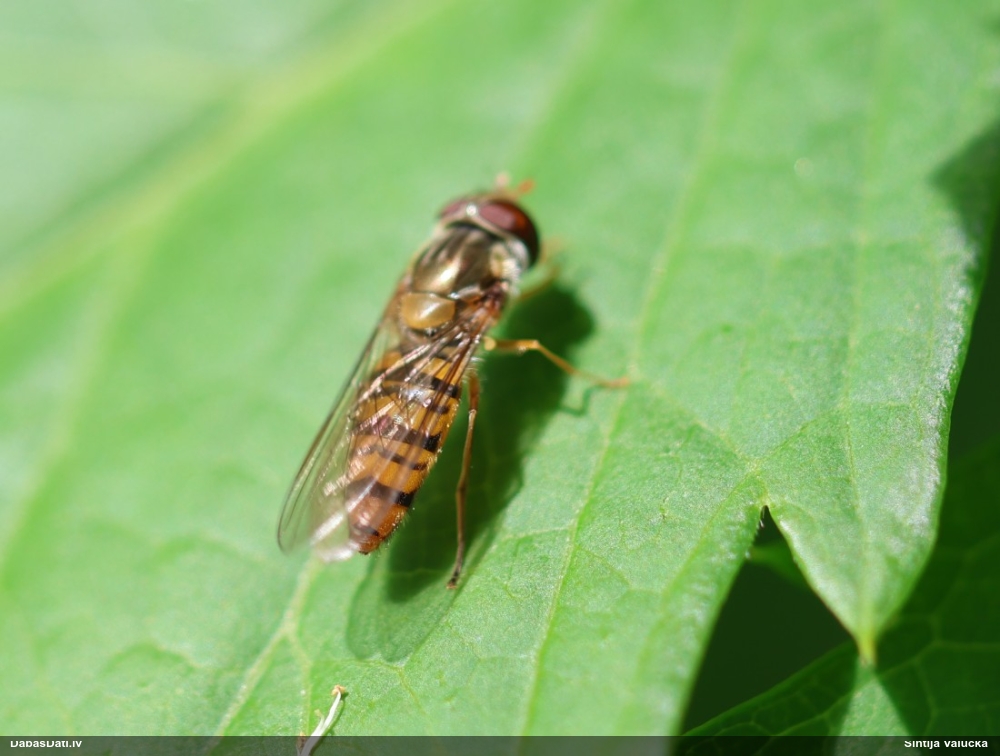 Ziedmuša Episyrphus balteatus