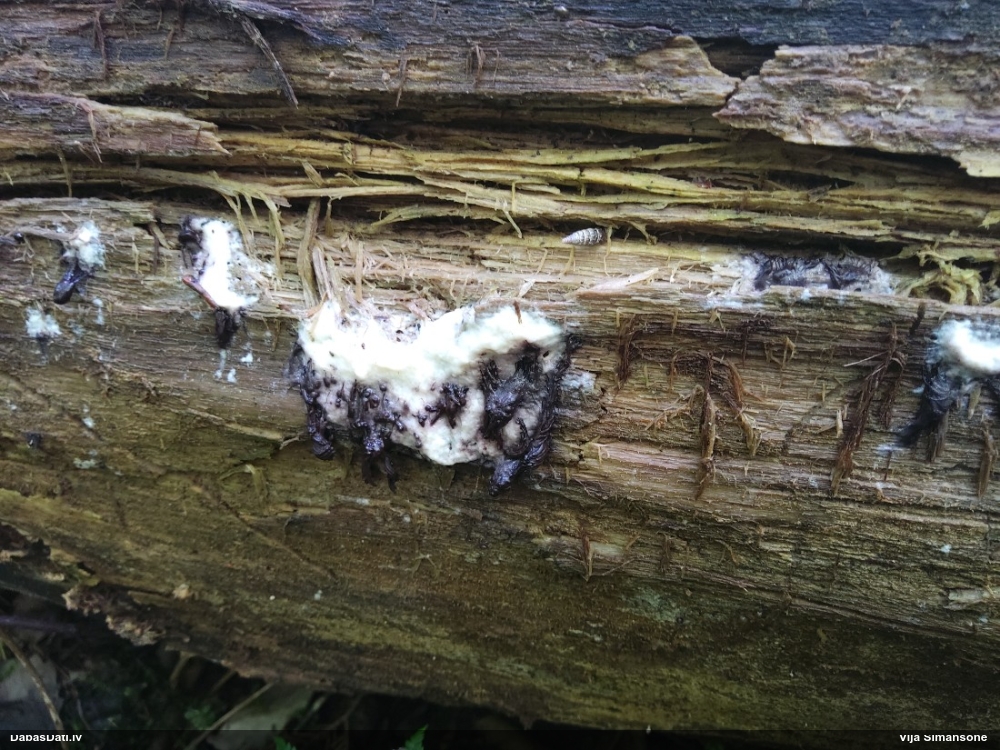 Pušķainā šokolādes gļotsēne