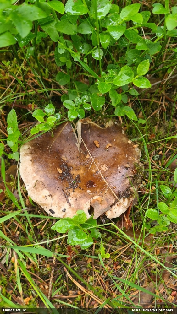 Bērzlape (nenoteikta)
