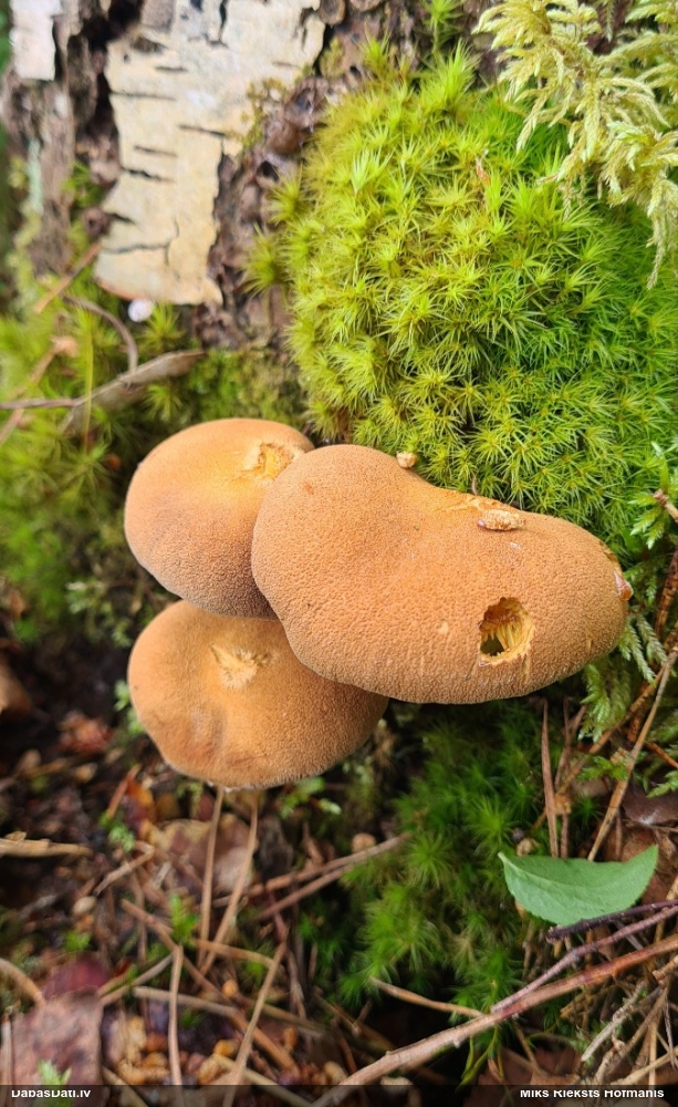 Lapiņsēne (nenoteikta)