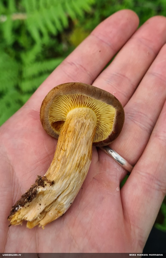 Lapiņsēne (nenoteikta)