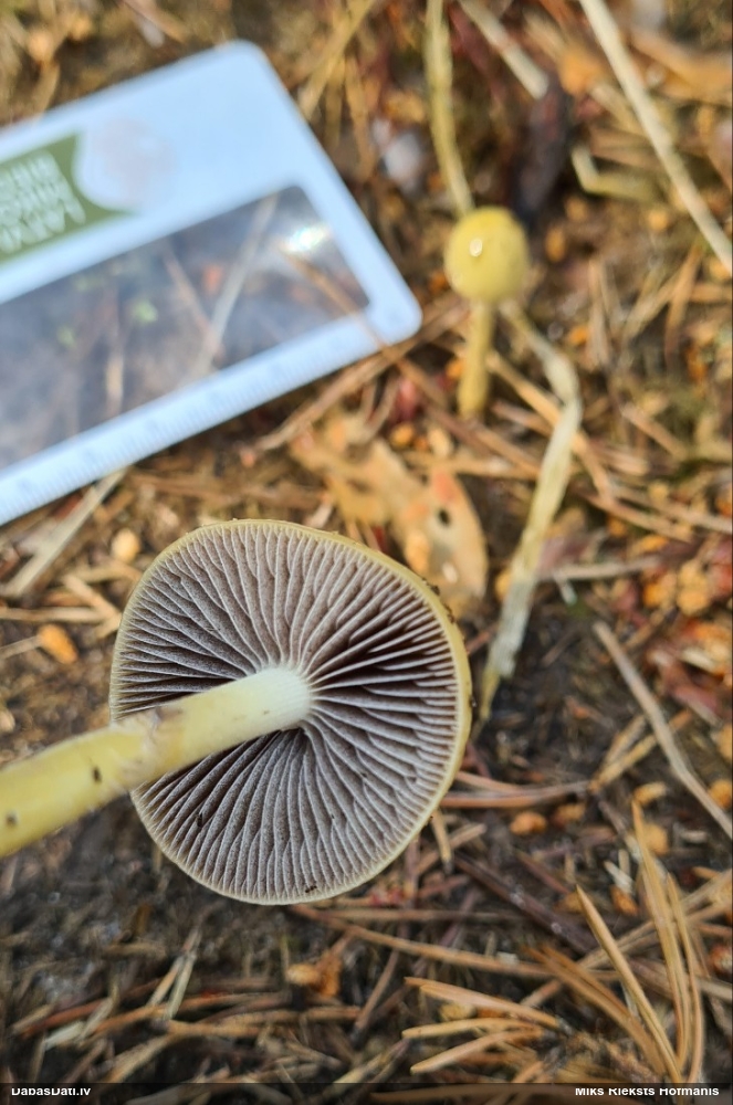 Samtmicīte Conocybe sp.