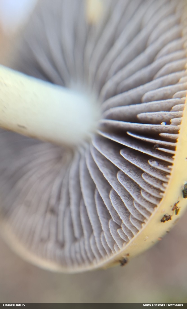 Samtmicīte Conocybe sp.