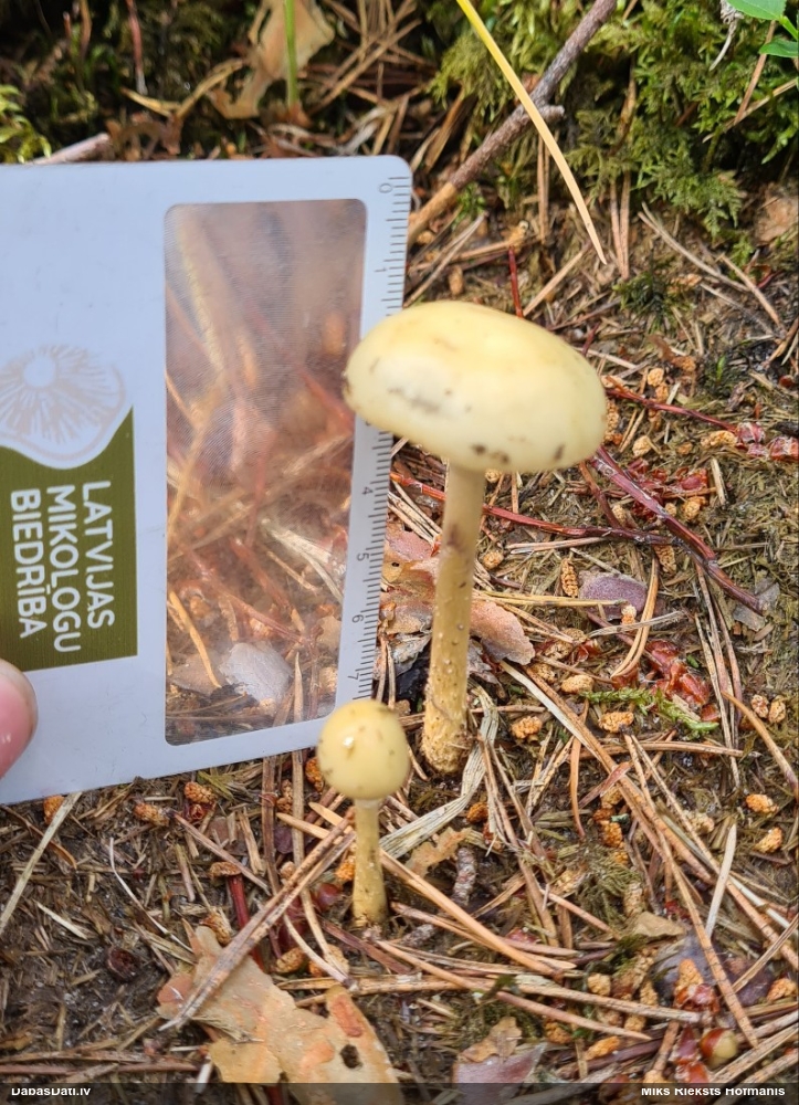 Samtmicīte Conocybe sp.