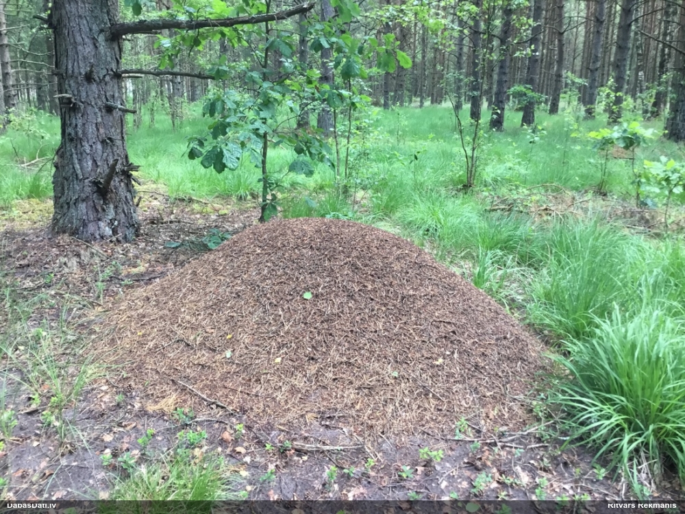 Rūsganā meža skudra