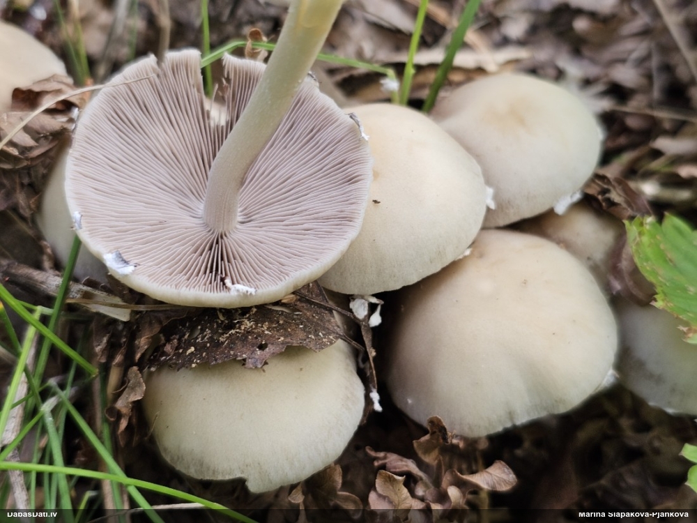Spīgulīte (nenoteikta)