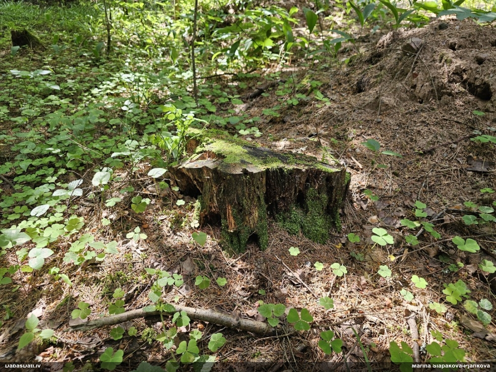 Lākturīte (nenoteikta)