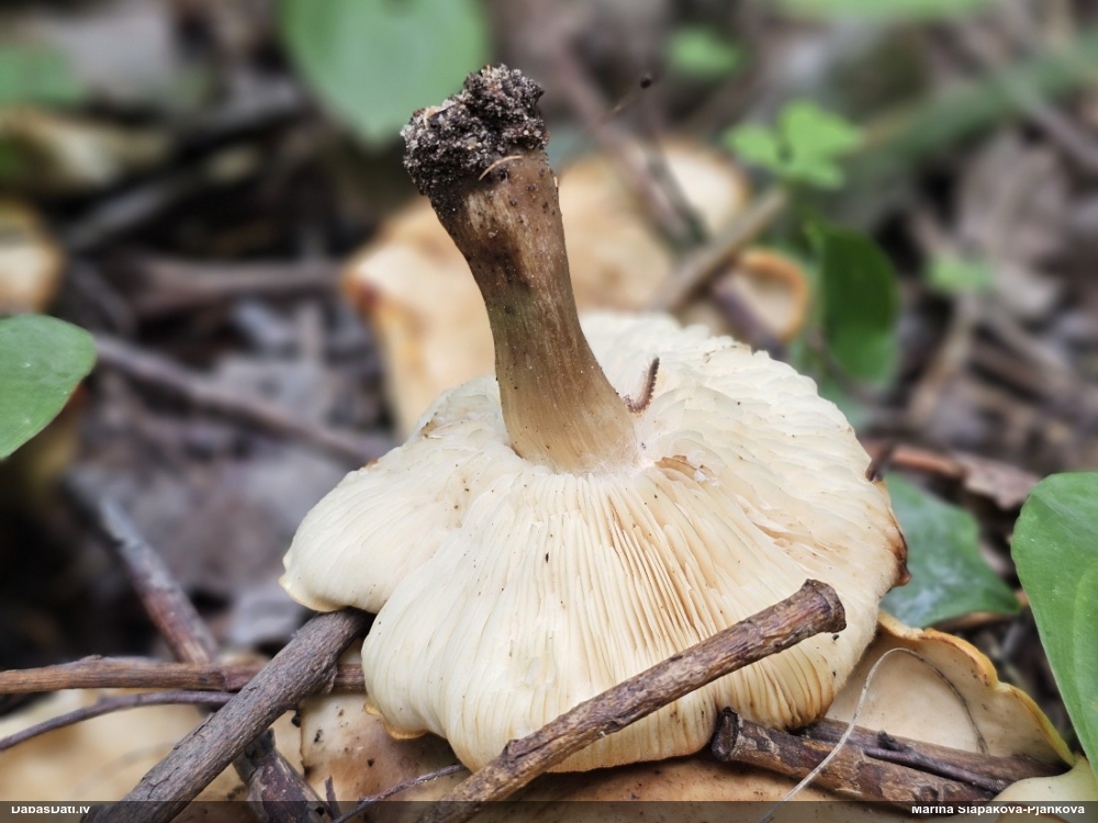 Lapiņsēne (nenoteikta)