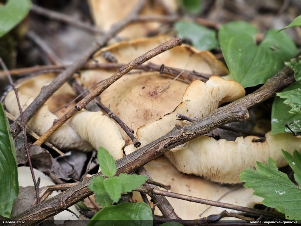 Lapiņsēne (nenoteikta)