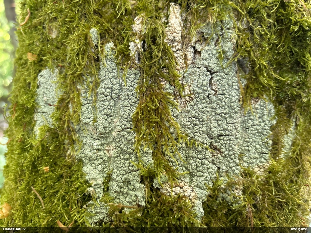 Caurumainā pertuzārija