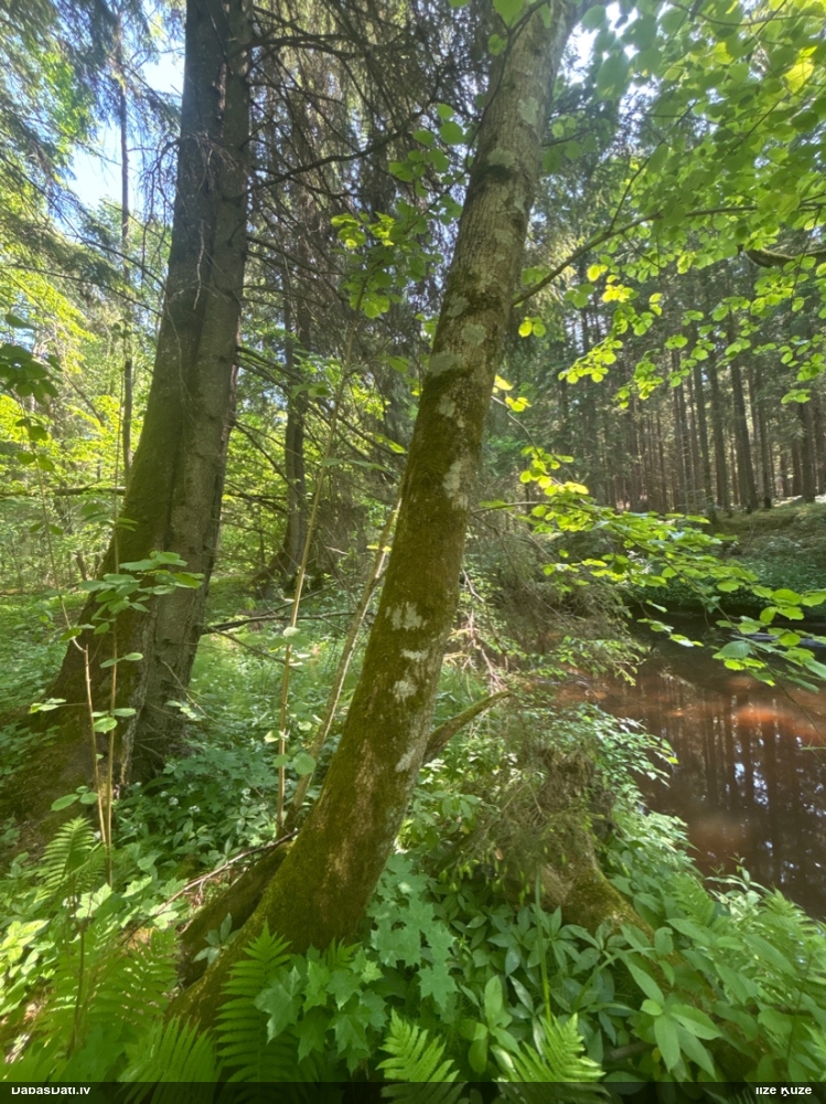 Caurumainā pertuzārija