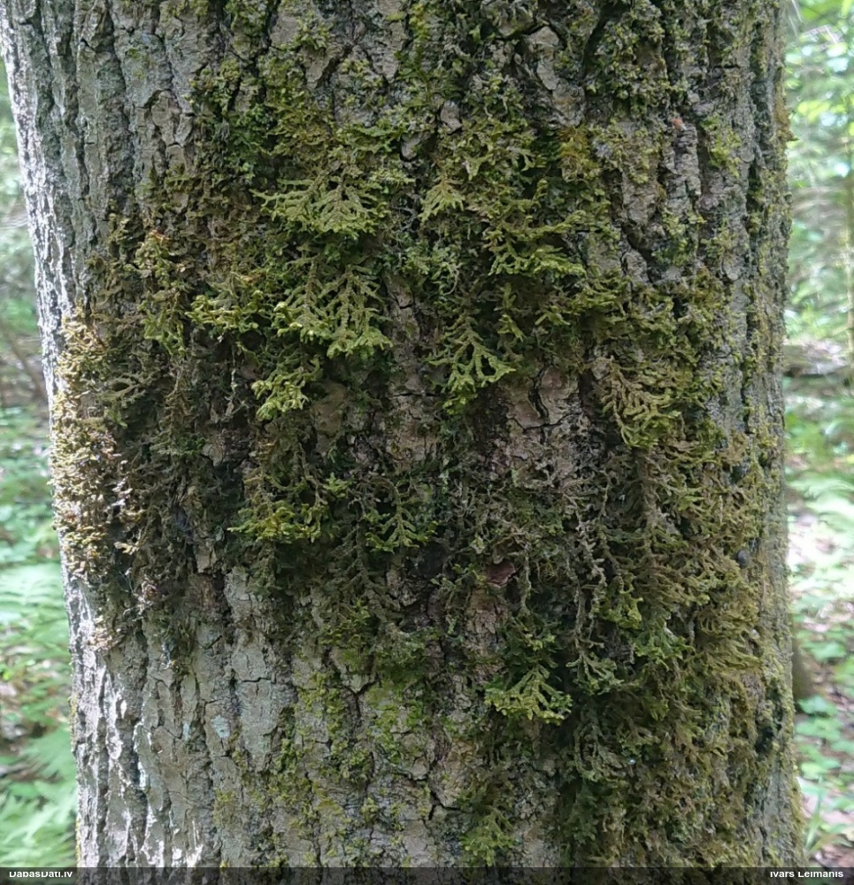 Plakanlapu porenīte