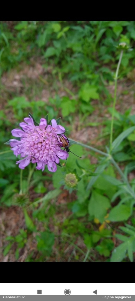 Koksngrauzis Stictoleptura maculicornis