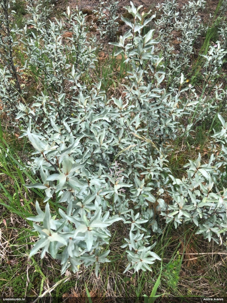 Sudraba eleagns
