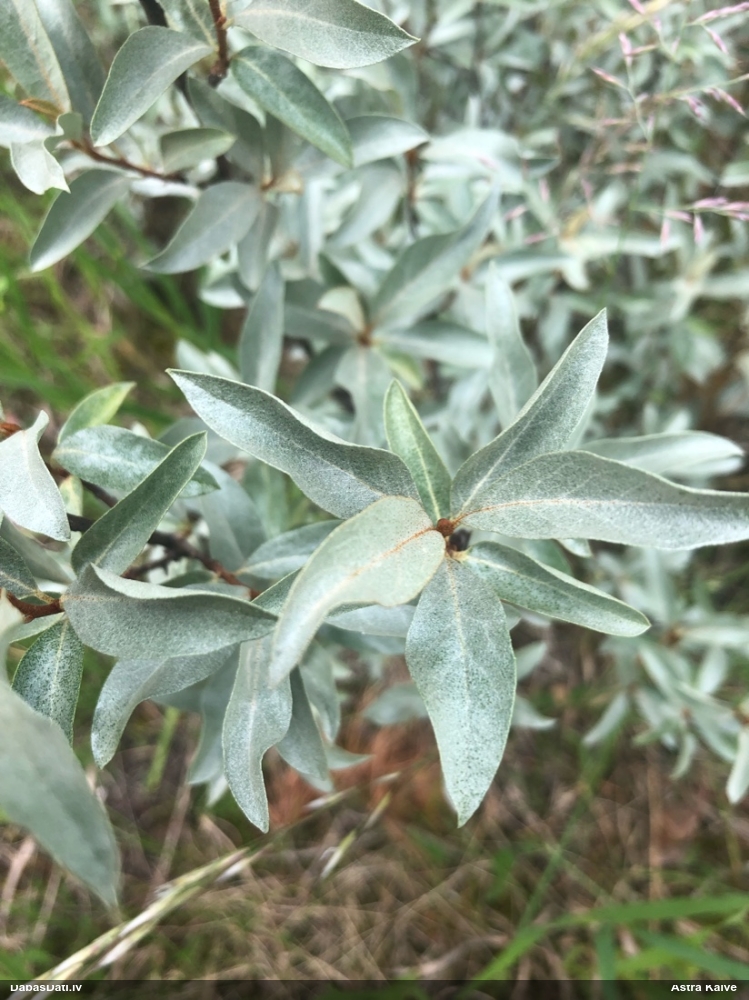 Sudraba eleagns