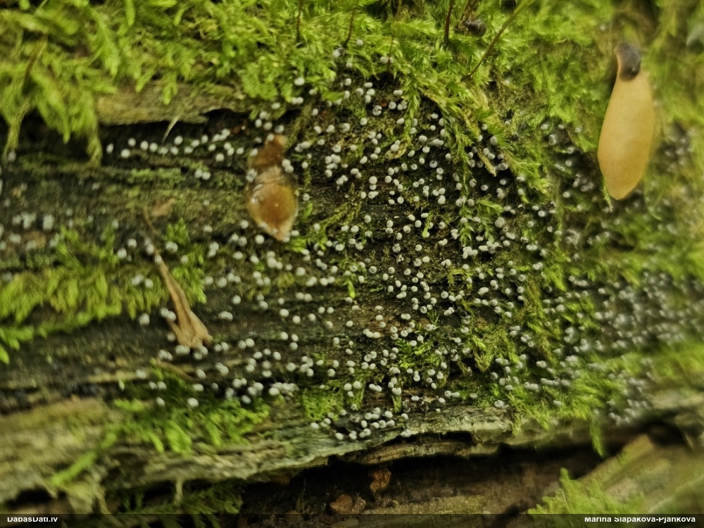 Nokarenā pumpurīte