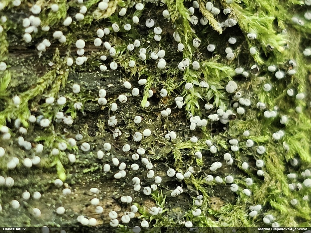 Nokarenā pumpurīte