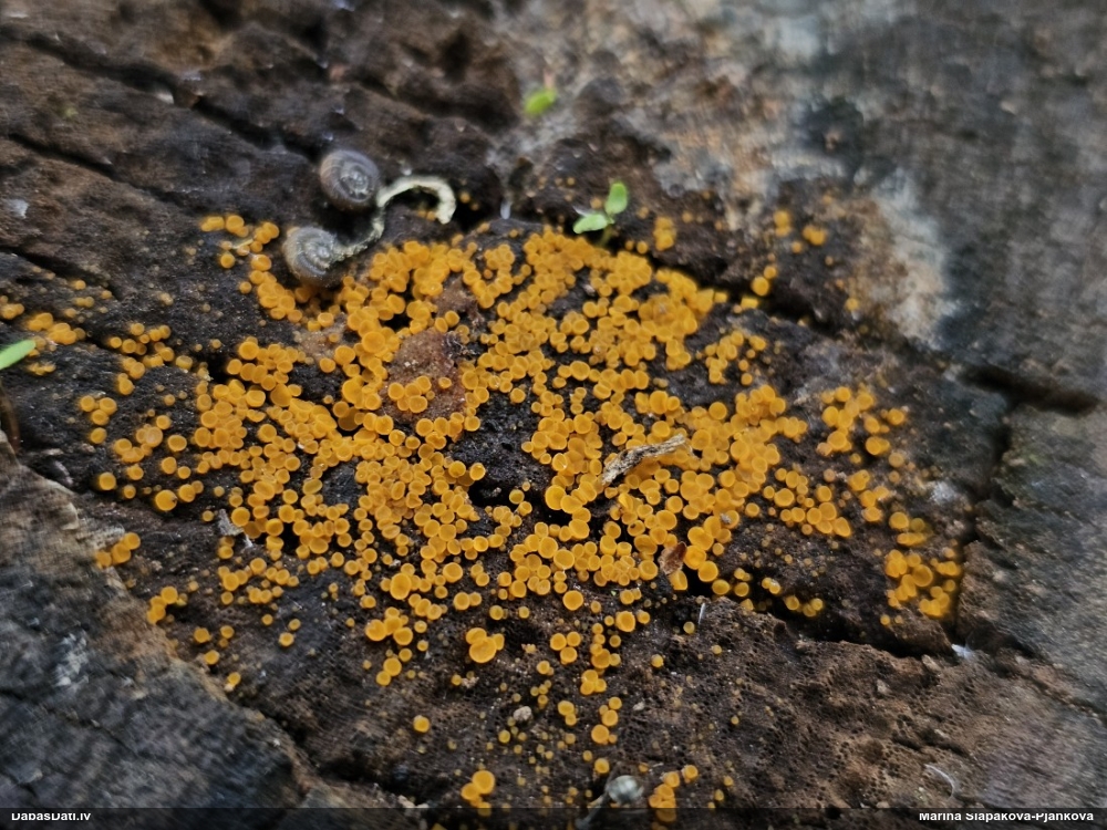 Orbīlija Orbilia xanthostigma